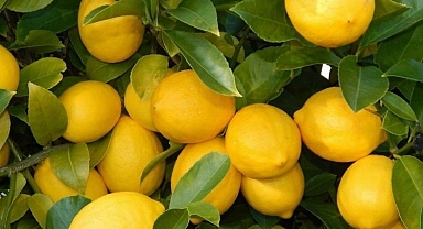 Üretici-market farkı en çok limonda! 3,5 liralık limon 17 liraya satıldı