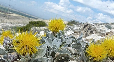 Bakan Yumaklı’dan kuraklığa dayanıklı bitki kullanımı için çağrı