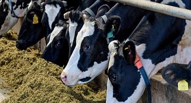 Egemen Ilgın’dan et fiyatlarına ilişkin değerlendirme