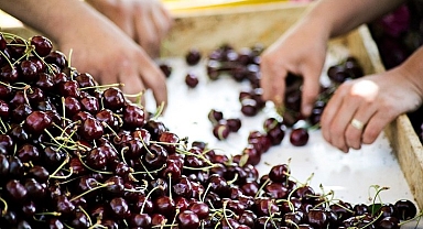 Kiraz ihracatında hedef 250 milyon dolar