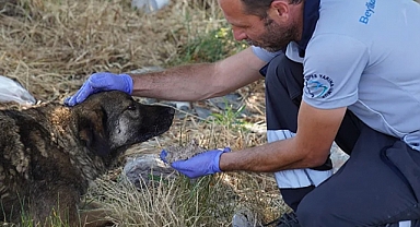 İstanbul Beylikdüzü'nde Can Dostlara Duyarlılık