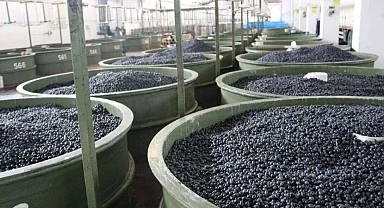 Marmarabirlik’ten zeytinci ortağa 5'inci dilim ödeme... 200 milyon TL daha hesaplara yatıyor