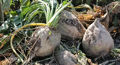 Pancar üreticilerine 6,2 milyar TL daha ödeme yapılacdak