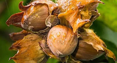 Fındık yeterlilik derecesinde zirvede