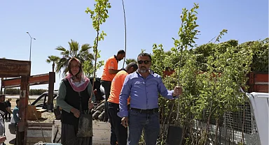 Mersinli çiftçiler Trabzon Hurması üretecek