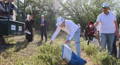 Kocaeli’de kekik hasadı başladı