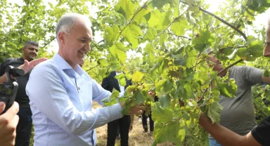 İnegöl fındığında hasat zamanı