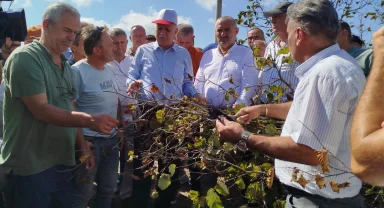 Sakarya’da fındık krizi uyarısı! Rekolte 449 bin tonun altında kalacak