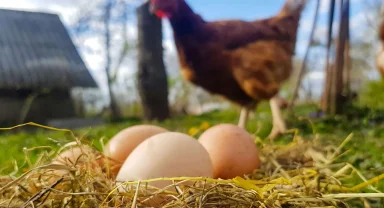 Temmuz'da yumurta üretimi geriledi