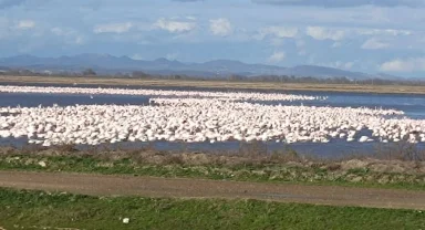 CHP’li Yazgan’dan TBMM'de Gala Gölü çağrısı!