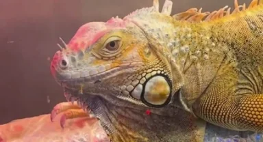 Samsun’da CITES operasyonu... 3 egzotik hayvana el konuldu