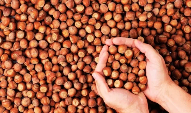 Fındıkta hasat sonrası büyük telaş! Yollara serildi… Üretici buraya göçe başladı