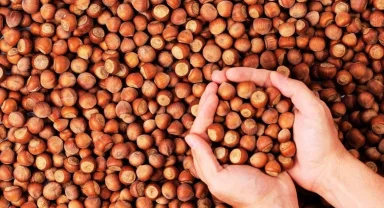 Fındıkta hasat sonrası büyük telaş! Yollara serildi… Üretici buraya göçe başladı