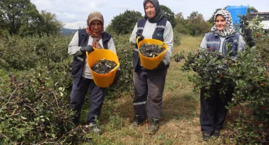 İzmit’te 'süper meyve' aronya hasadında 5. heyecan