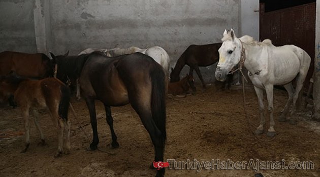 Adana'da Kaçak At Kesimi Deposuna Operasyon