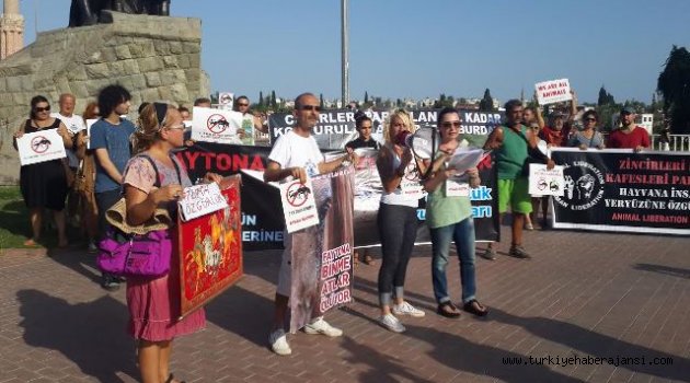 Antalya'da Faytona Binme Atlar Ölüyor Protestosu