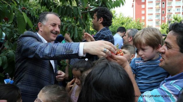 Başkan Çağırıcı Eliyle Kiraz Topladı İkram Etti