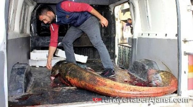 Dev Balığı Görenler İnanamadı!