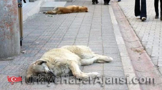 Ergani'de 10 Köpek Zehirlenerek, Telef Edildi
