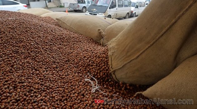 Fındık Üreticilerine Müjdeli Haber