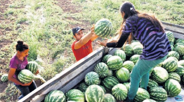 ‘Iğdır Karpuzu’ İhraç Ediliyor
