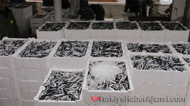 Karadeniz'den Hamsi Fışkırıyor