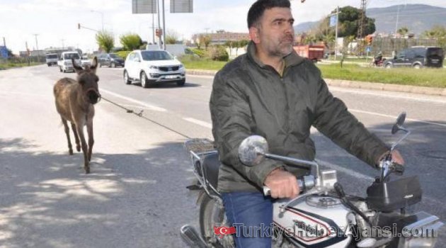 Karayolunda Eşeğe Eziyet Cezasız Kalmadı