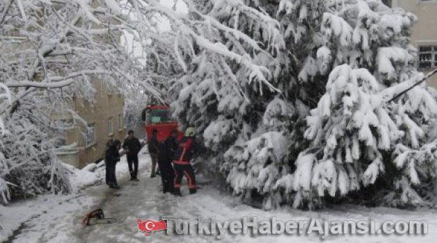 Kartal'da Ağaç Devrildi!