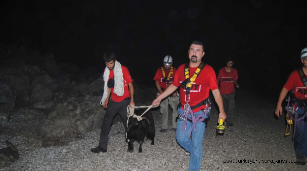 Kayalıklarda Mahsur Kalan Keçi Kurtarıldı