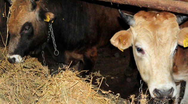 Kestiği Kurbanlıkta Tüberküloz Çıkan Aile Tedirgin