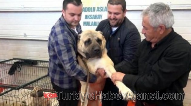 Köpeği 10 Bin Euro'ya Satmadı