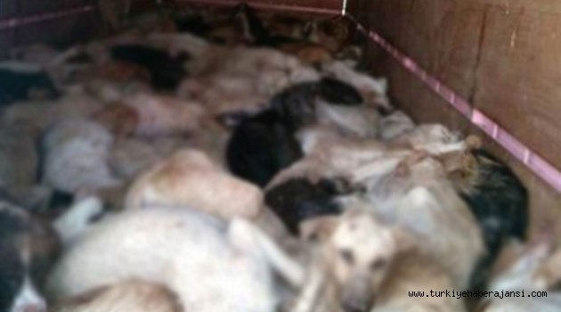 Köpek katliamı skandalı büyüyor