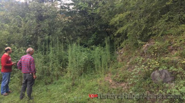 Ordu'da Komandolar Harekete Geçti!