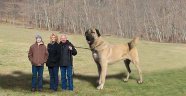 2.5 Metrelik Kangal Görenleri Şaşırttı