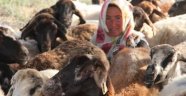 4 Bin Lira Maaşla Çoban Aranıyor