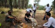 'Şeker Tadında Film' Sokak Köpekleri Bal ile Betty