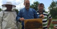 Yığılca’da Yılda 15 Bin Ana Arı Üretiliyor