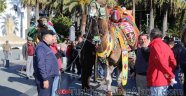 Bodrum Deve Güreşi Festivali Başladı 