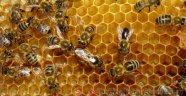 Sakarya'da Arılar Toplu Halde Ölüyor