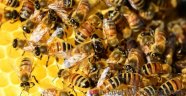 Arı Ölümlerinin Nedeni Bulundu