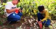 Enderunlu Öğrenciler Organik Sebze ve Bitki Yetiştirdi
