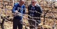 Manisa'da Bağ Ve Bahçeleri Don Vurdu 
