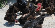 Keneye Karşı Kanatlı Tim