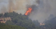 Aliağa'da 1 Hektar Kızılçam Ormanı Yandı