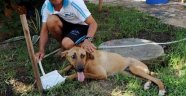 Falezlerden Sokak Köpeğini Attılar
