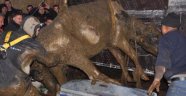 Fosseptiğe Düşen Gebe İneği İtfaiye Kurtardı