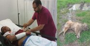 Kendisini Parçalamak İsteyen Köpeğini Öldürdü!