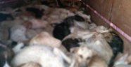Köpek katliamı skandalı büyüyor