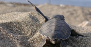 Üniversiteli Gençler Caretta Caretta’ları Kurtarıyor