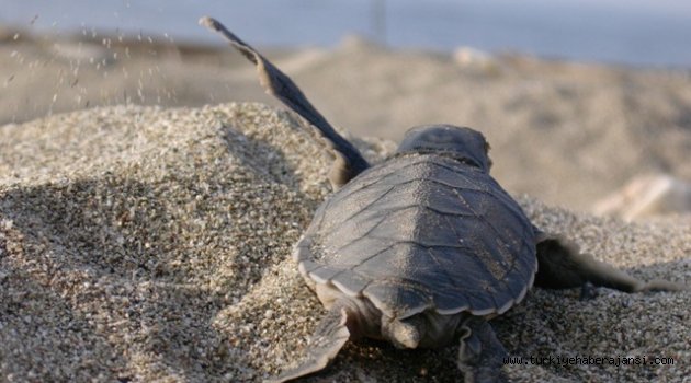 Üniversiteli Gençler Caretta Caretta’ları Kurtarıyor